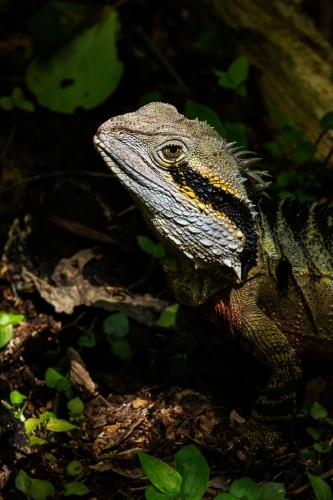 lizard basking in sunlight - Australian Stock Image