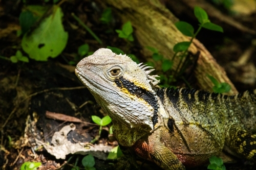 lizard basking in sunlight - Australian Stock Image