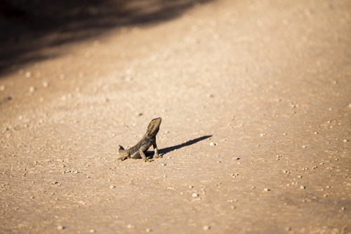 Lizard sitting on dirt road - Australian Stock Image