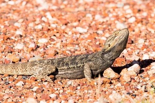 Lizard sunbaking beside a highway - Australian Stock Image