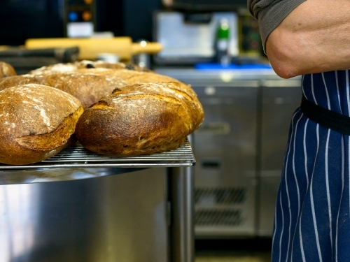Loaves of sour dough artisan bread on rack in bakery with baker - Australian Stock Image