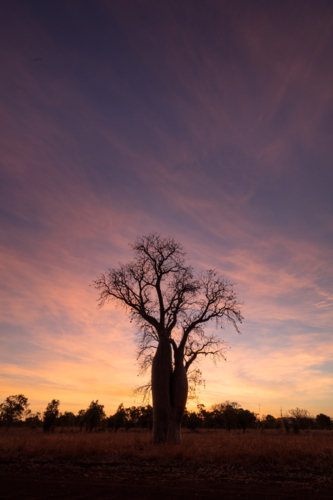 Lone Boab tree against a vibrant sunset - Australian Stock Image