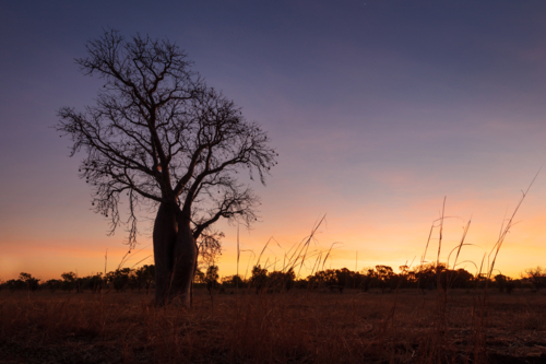 Lone Boab tree against a vibrant sunset - Australian Stock Image
