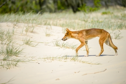 Lone dingo walking across grassy sand - Australian Stock Image