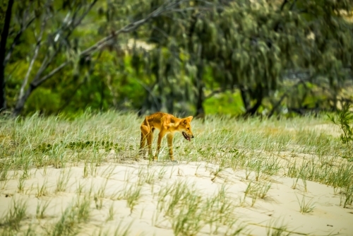 Lone dingo walking through sandy grass and bush - Australian Stock Image