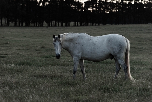 lone grey horse in a field, looking at you in the late afternoon light - Australian Stock Image