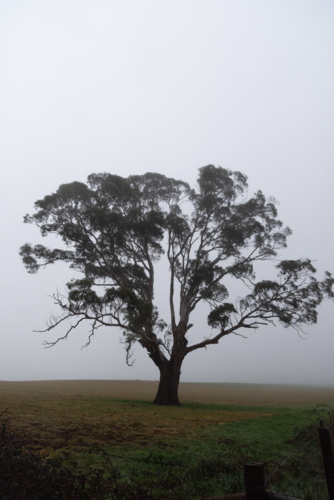 lone gumtree in the misty landscape - Australian Stock Image