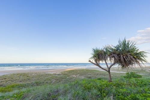 Lone pandanas tree overlooking Miami Beach on the Gold Coast - Australian Stock Image