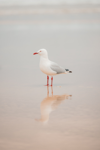 Lone seagull standing on wet sand on the beach at low tide with copy space - Australian Stock Image