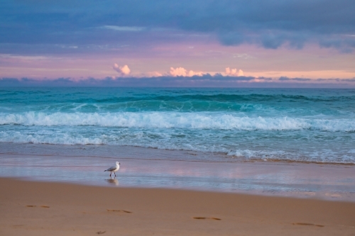 Lone seagull walking on beach with vibrant pink and purple sky at sunset - Australian Stock Image