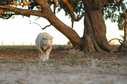 Lone sheep walking in dry bush setting - Australian Stock Image