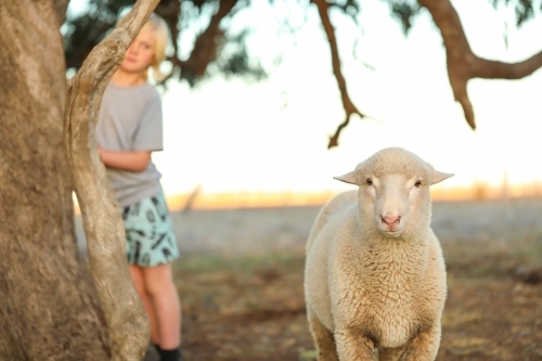 Lone sheep with young boy in background - Australian Stock Image