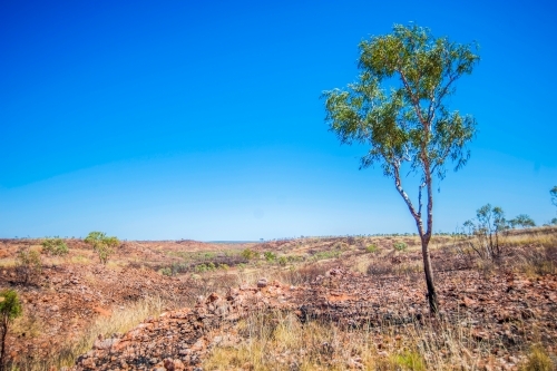 Lone tree at King's Canyon ranges - Australian Stock Image