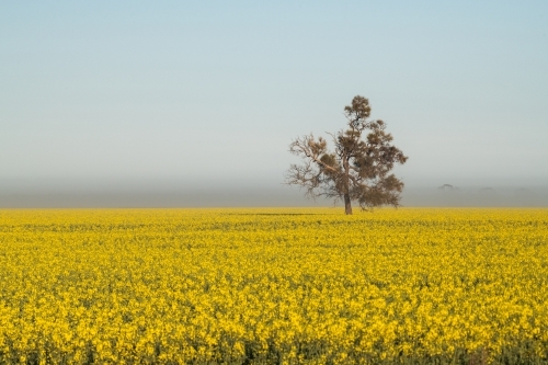 Lone tree on a misty morning in a canola field. - Australian Stock Image