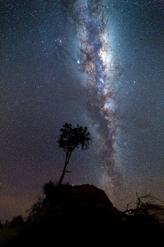 Lone tree silhouette bristling in the cool night breeze across an arid landscape under a milky way