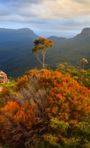 Lone tree stands tall among the cliffs of Katoomba