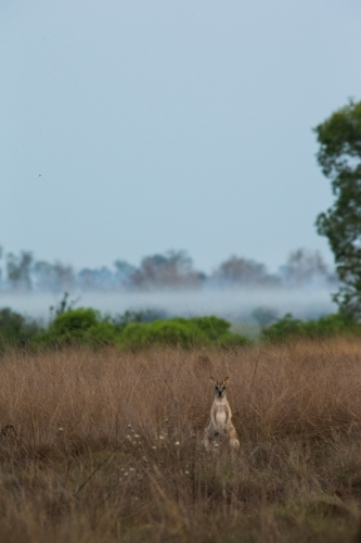 Lone wallaby standing in tall brown grass - Australian Stock Image