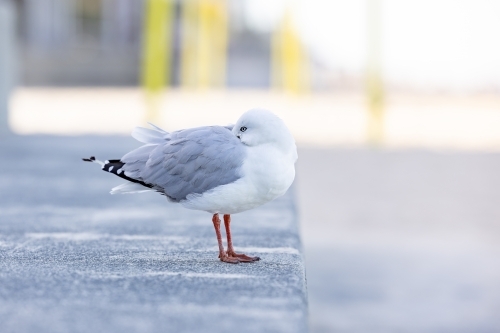 Lonely seagull relaxing at Surfers Paradise on the Gold Coast - Australian Stock Image