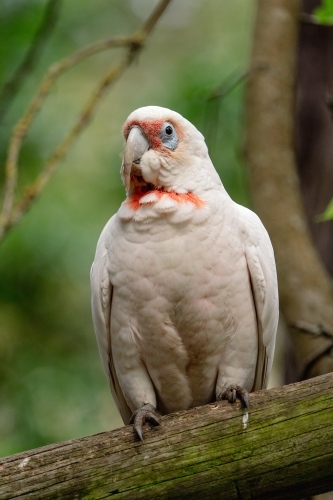 Long Billed Corella - Australian Stock Image