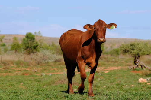 Long shot of Single Brahman beef cattle facing camera with vast paddock in background - Australian Stock Image