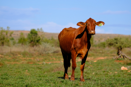 Long shot of Single Brahman beef cattle facing camera with vast paddock in background - Australian Stock Image