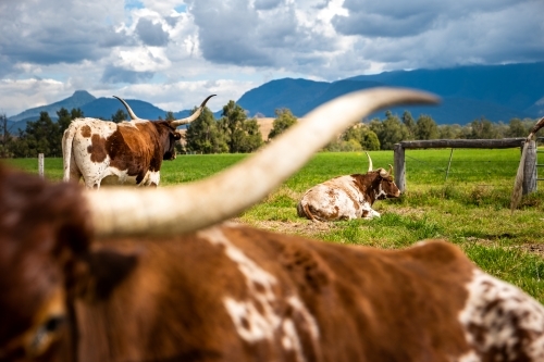 Longhorn cattle in a green farm paddock - Australian Stock Image