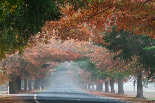 Looking along a canopy of autumn trees in the early morning fog. - Australian Stock Image