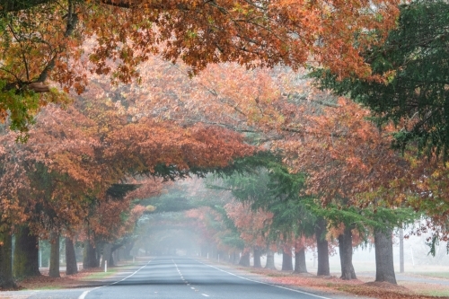 Looking along a canopy of autumn trees in the early morning fog. - Australian Stock Image