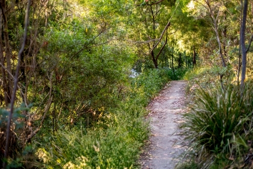 Looking along a gravel walking track in amongst an open dry eucalyptus forest - Australian Stock Image