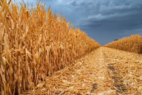 Looking along a row of dried corn under a dark sky - Australian Stock Image