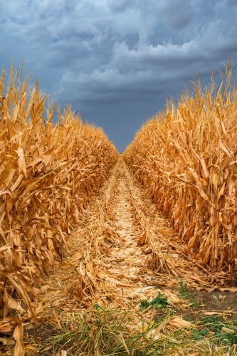 Looking along a row of dried corn under a dark sky