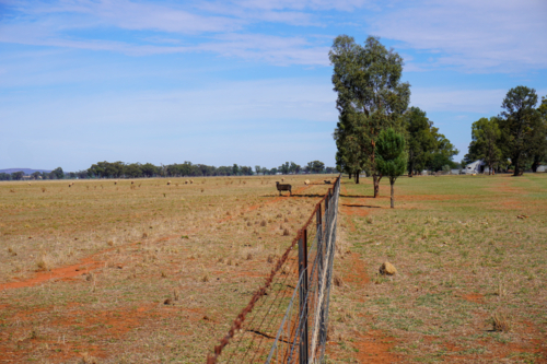 Looking down a fence line in a paddock with a sheep standing in the shadow of a tree - Australian Stock Image