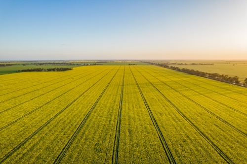 Looking down at canola fields leading into the distance in the Mallee. - Australian Stock Image