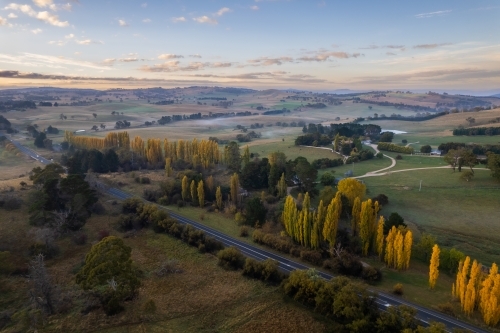 Looking down at yellow poplar trees lining the highway during the early dawn light - Australian Stock Image