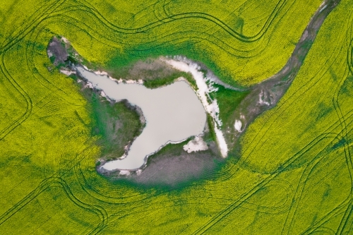 Looking down on a dam of water surrounded by canola crops - Australian Stock Image