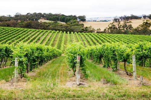 looking down rows of grapevines with hills in background - Australian Stock Image