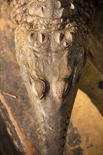 Looking from above at a freshwater crocodiles eyes and head - Australian Stock Image