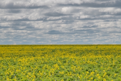 Looking out on a canola crop on a stormy day - Australian Stock Image