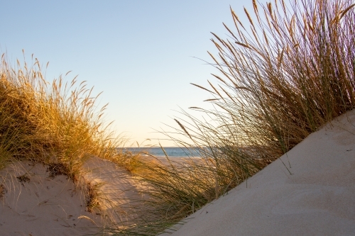 looking through dune grasses on sand dune to the ocean - Australian Stock Image