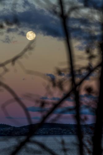 Looking through trees to a moonrise over a river. - Australian Stock Image