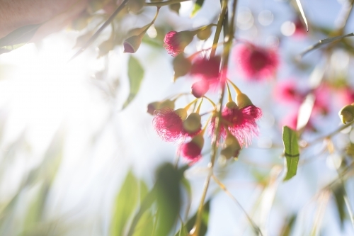 Looking up at pink gum flowers and leaves with sun flare - Australian Stock Image