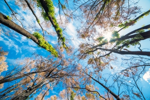 Looking up at regeneration of trees after bushfire - Australian Stock Image