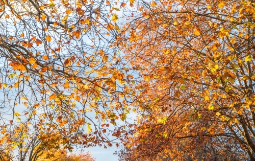 Looking up at the sky through the orange autumn leaves - Australian Stock Image