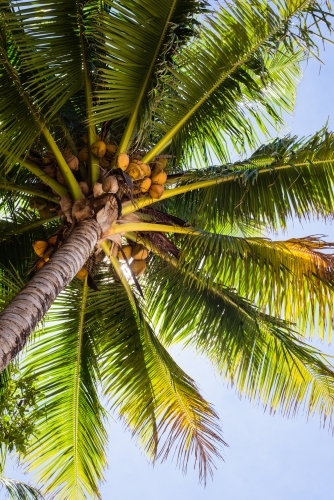 looking up into the green fronds of a tropical palm tree - Australian Stock Image