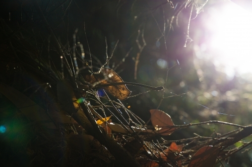 Looking up through dead branches and leaves at the light - Australian Stock Image