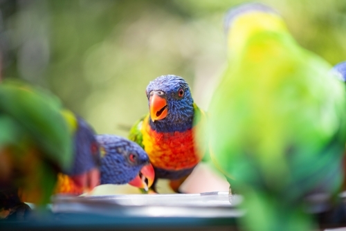 Lorikeet can be seen chatting amongst other lorikeet birds during feeding time - Australian Stock Image