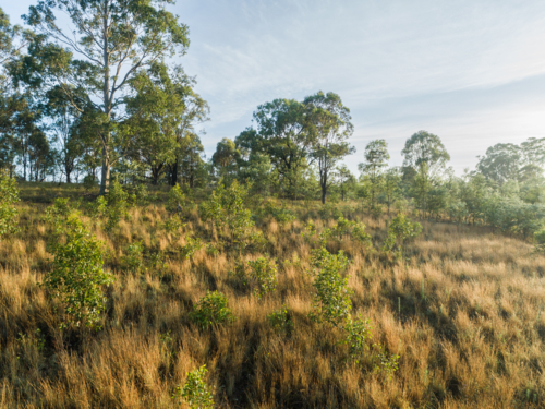 Low aerial landscape of paddock with young gum trees and grass growing in morning light - Australian Stock Image