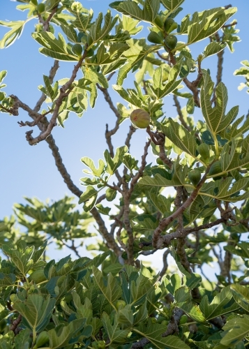 Low Angle, back lit shot of a fig in the fig tree - Australian Stock Image