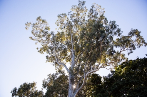 Low-angle shot of eucalyptus tree - Australian Stock Image