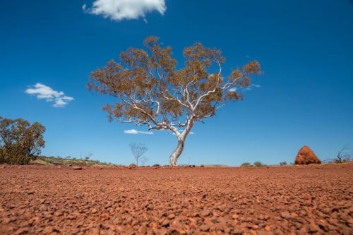 Low angle shot of eucalyptus tree in the desert - Australian Stock Image